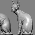 Cat (1).jpg Cat Sphynx