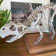 Dinosaur skeleton - Psittacosaurus  V3, florentgermain