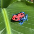 Crouching-Dart-Frog-02.jpg Crouching Dart Frog