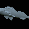 Zander-statue-38.png fish zander / pikeperch / Sander lucioperca statue detailed texture for 3d printing