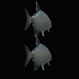 Bream-fish-13.png fish Common bream / Abramis brama solo model detailed texture for 3d printing