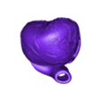 Anatomical Heart_Bottom_No hole.obj Anatomical Human Heart
