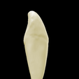 14.png Left Lower Canine #33