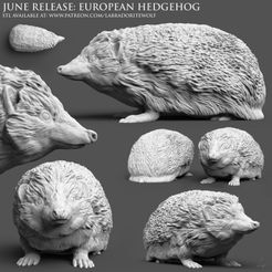 European-Hedgehog-Patreon-Release-2.jpg European Hedgehog