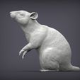 rat4.jpg Rat on hind legs 3D print model