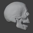 skull_3D_2.JPG Realistic Human Skull Anatomy stl and OBJ