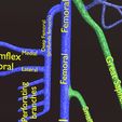 PSfinal0073.jpg Human venous system schematic 3D