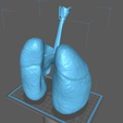 L4.png Archivo STL Sistema respiratorio・Modelo imprimible en 3D para descargar