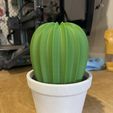Cactus-Flower-Pot-1.jpeg Cactus in Flower Pot