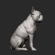 boston-terrier12.jpg boston terrier 3D print model