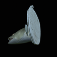 zander-head-trophy-10.png fish head trophy zander / pikeperch / Sander lucioperca open mouth statue detailed texture for 3d printing