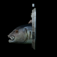Dentex-head-trophy-11.png fish head trophy Common dentex / dentex dentex open mouth statue detailed texture for 3d printing