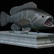 White-grouper-open-mouth-statue-11.png fish white grouper / Epinephelus aeneus open mouth statue detailed texture for 3d printing
