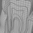 wf0005.jpg Corte esquemático de los dientes etiquetado