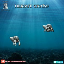 720X720-asaasa.jpg Hermit Crabs (pre-supported)