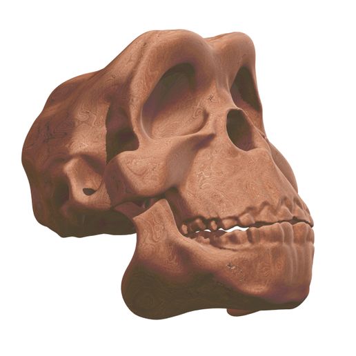 6.jpg Human Evolution: exclusive pack of 5 skulls