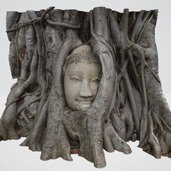 ภาพรวม.jpg The head of a Buddha statue in the root.