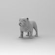 Dog_01.15.jpg Free OBJ file bull dog・3D printer design to download