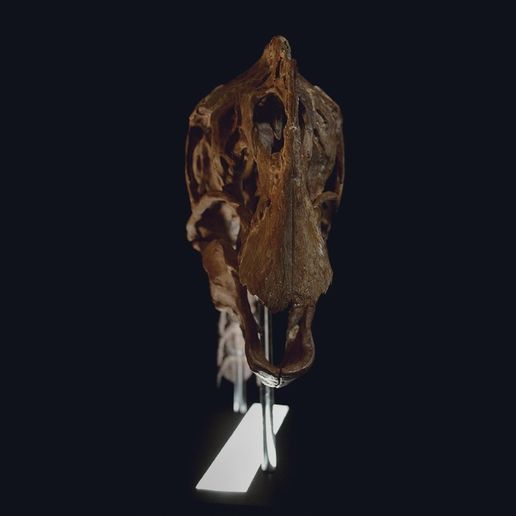 💀 Life size Citipati (Oviraptor) skull and cervical vertebrae