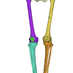 1.png STL-Datei Becken, Oberschenkelknochen, Schienbein・Modell für 3D-Drucker zum Herunterladen