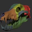 MoreParts-FS.jpg Realistic Animal Skull Collection