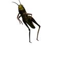 wwd.jpg DOWNLOAD Grasshopper 3D MODEL - ANIMATED - INSECT Raptor Linheraptor MICRO BEE FLYING - POKÉMON - DRAGON - Grasshopper - OBJ - FBX - 3D PRINTING - 3D PROJECT - GAME READY-3DSMAX-C4D-MAYA-BLENDER-UNITY-UNREAL - DINOSAUR -