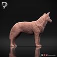 Australian-Cattle-Dog-Pose-02-Dog-3D-Print-2s.jpeg Australian Cattle Dog 3D Print Model Pose 02