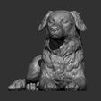 australian-shepherd8.jpg Australian shepherd 3D print model