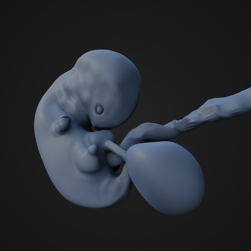 👶 7 Weeks Fetus・ STL File for ・Cults