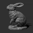 11.jpg Rabbit sitting