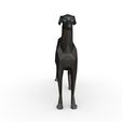 8.jpg Italian Greyhound
