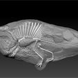 Spinosaurus-Fossil2.jpg Spinosaurus FOSSIL ROCK - 3D ESQUELETO DE DINOSAURO spinosaurus