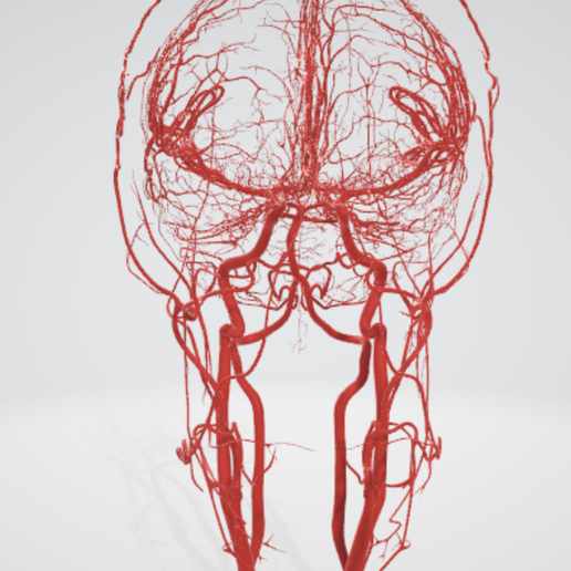 artery,-cerebrovascular,-brain,-face,-hemisphere,-willis,-dental,-neck,-vein,-head,-cerebellum,-vasc.png 3D 头颈部血管解剖图 - 动脉、静脉和脑血管系统