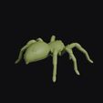 tarantula_0007.jpg Tarantula
