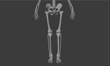 💀 Human skeliton・ STL File for 3D printing・Cults