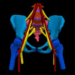 1.jpg Fichier STL Modèle 3D du bassin avec apport neurovasculaire・Idée pour impression 3D à télécharger
