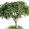 48-1.png Plant Tree And Flower Home 3D Model 45-48