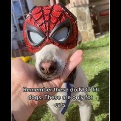 SPIDER CAT PETER PARKER - Mask