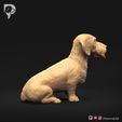 Dachshund-Wire-Haired-Pose-04-Dog-3D-Print-3s.jpeg Teckel à poil dur Pose 04