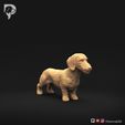 Dachshund-Miniature-Wire-Haired-Pose-01-Dog-3D-Print-1s.jpeg Dackel Miniatur Drahthaar Pose 01