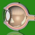 Part1-8.JPG 3d model-replica of a human eye anatomy