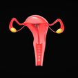 Female-Reproductive-System-5.jpg Female Reproductive System