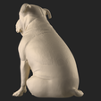 tbrender_Viewport.png Pit Bull dog