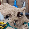 Squelette de bébé Triceratops Part01/07