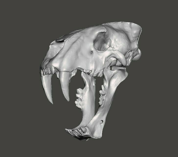 homotherium111.jpg Fichier STL Crâne de chat à dents de sabre Homotherium・Plan imprimable en 3D à télécharger, Lucas_Kranz