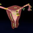 image-0009.jpg Fertilization stages of ovum