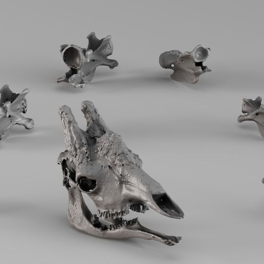 001732 Giraffe Skull – Raw 3D Scan