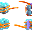 Histone_Render_1.png Histone Structure