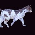 it.jpg CAT - DOWNLOAD CAT 3d model - animated for blender-fbx-unity-maya-unreal-c4d-3ds max - 3D printing CAT CAT - POKÉMON - FELINE - LION - TIGER