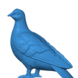 3.png pigeon dove